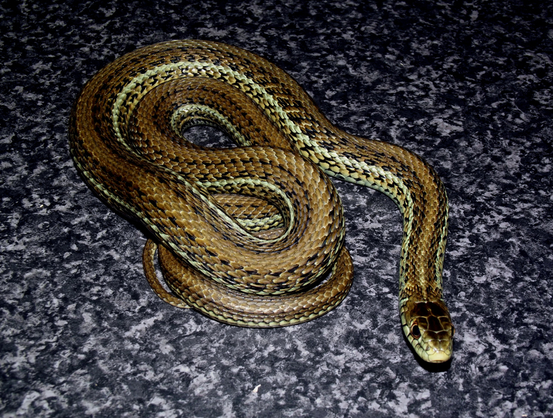 thamnophis eques scotti 2 copy